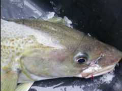 Cod Fishing32